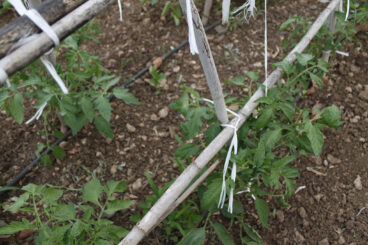 Tomatera cultivada en la Marina Alta