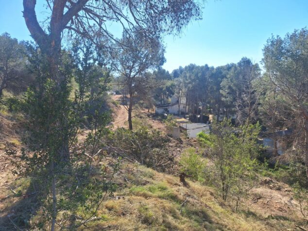 Imagen: Fotografía del bosque de Empedrola en Calp después de las tareas de desbroce y mantenimiento forestal.