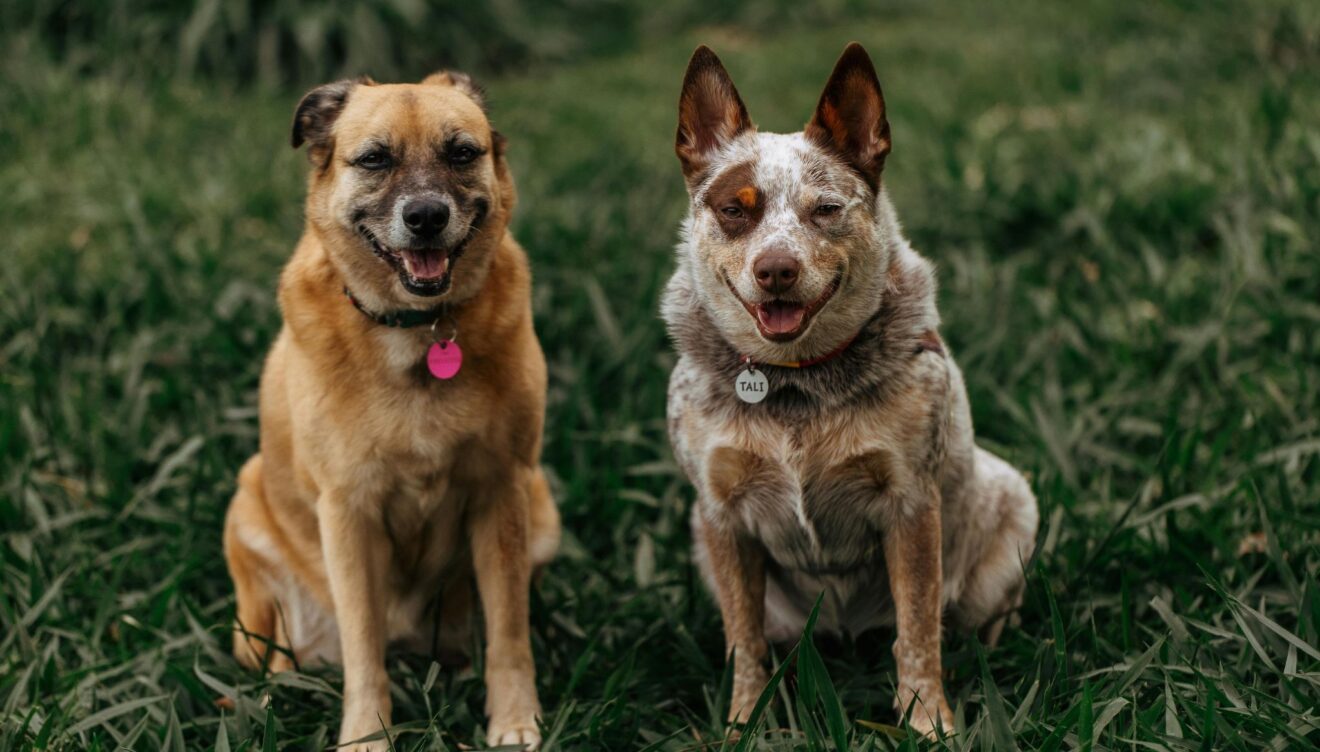 Traslada a tus  mascotas a lugares frescos
