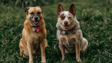 Traslada a tus  mascotas a lugares frescos