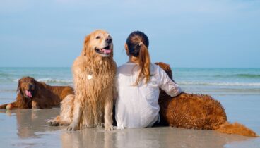 Un baño fresco puede salvar a tu perro de un golpe de calor