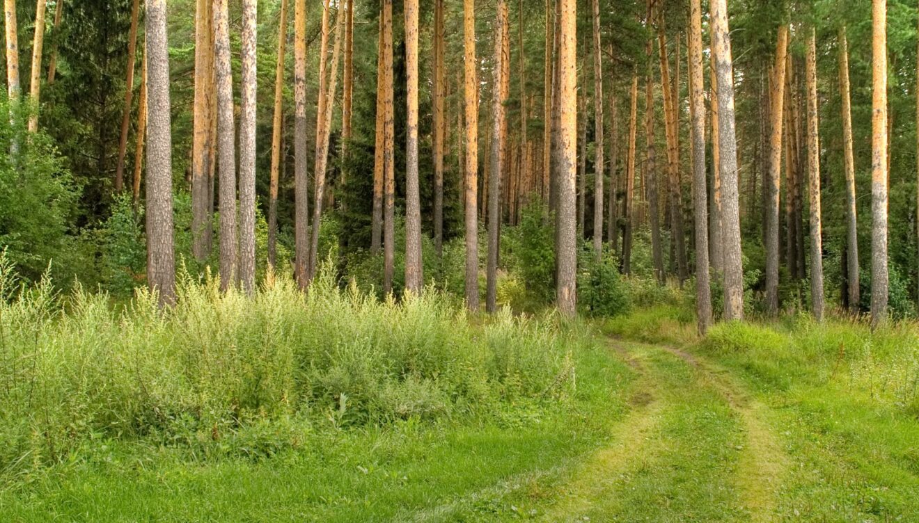 Un operativo coordinado para recuperar infraestructuras forestales