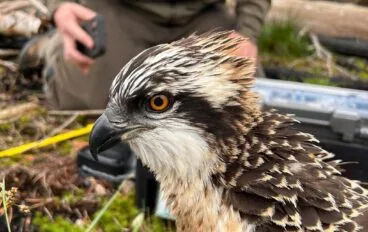 Primer plano de un águila pescadora con plumaje marrón y blanco y ojos naranjas.