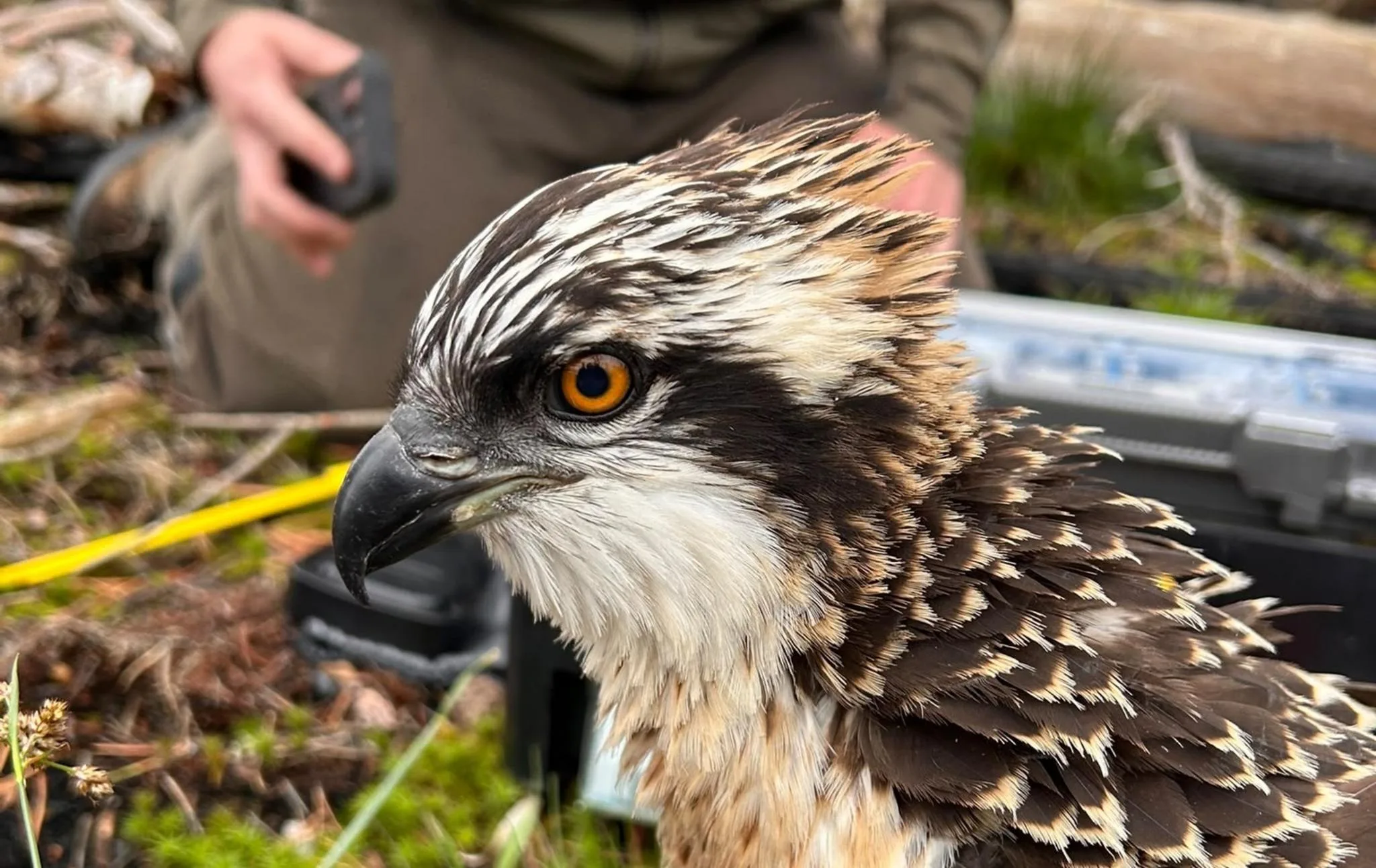 Primer plano de un águila pescadora con plumaje marrón y blanco y ojos naranjas.