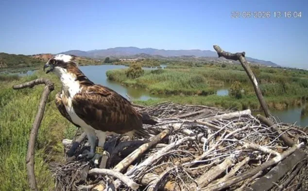Un águila pescadora con una anilla en la pata, posada en un gran nido de ramas con un humedal y montañas al fondo.