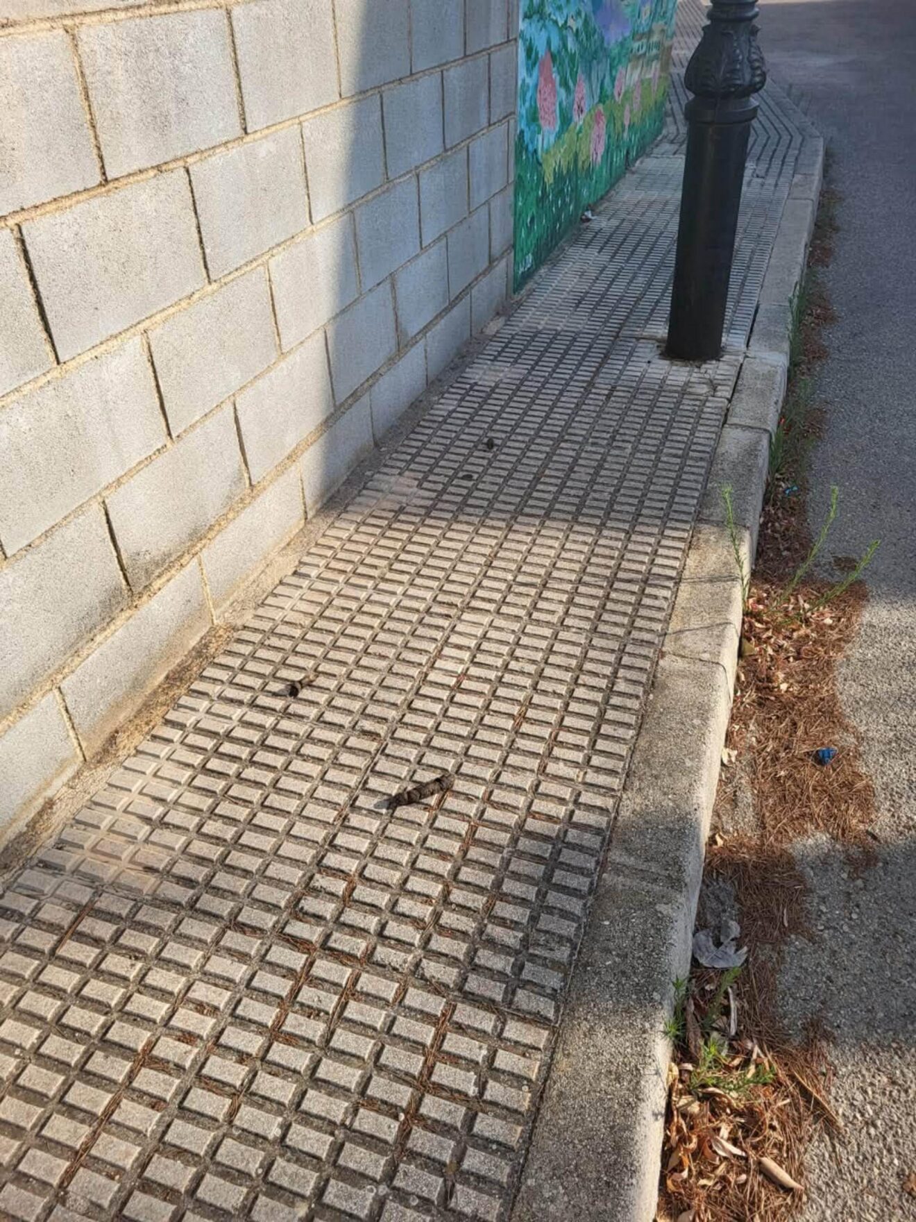 Excrementos de perro en la vía pública en la Vall de Laguar