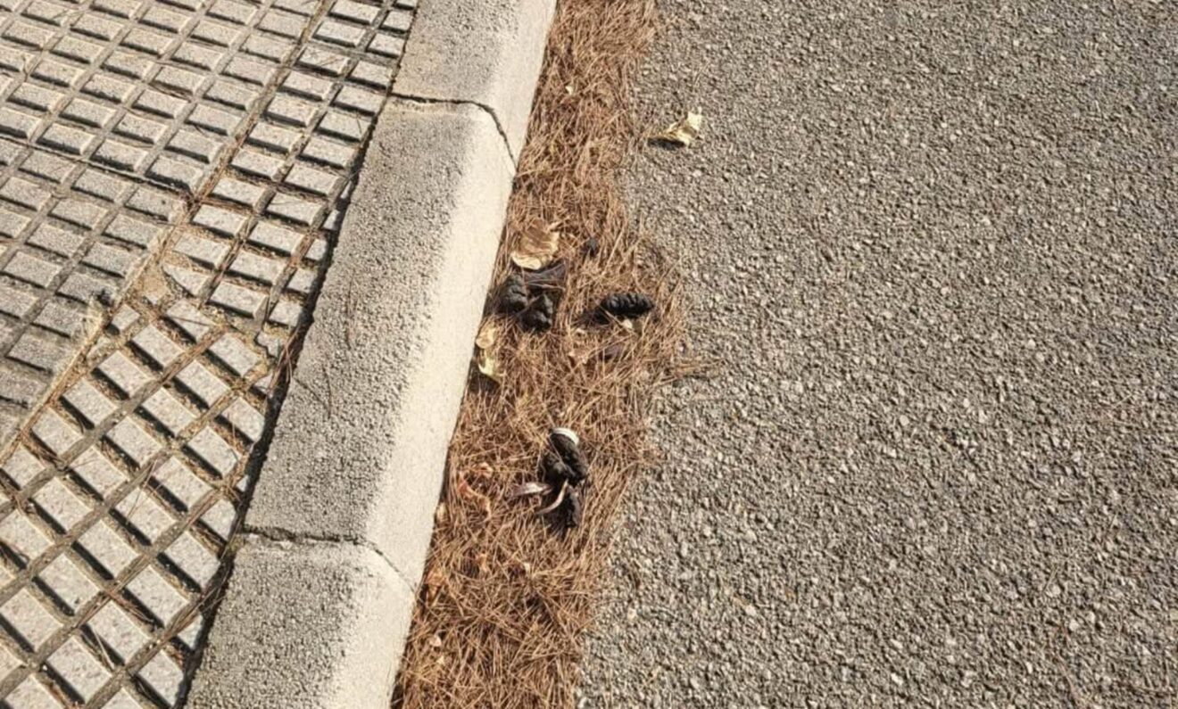 Excrementos de perro en la vía pública en la Vall de Laguar