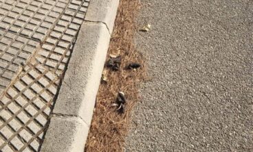 Primer plano de excrementos de perro sobre pinocha en el borde de una carretera asfaltada junto a una acera.