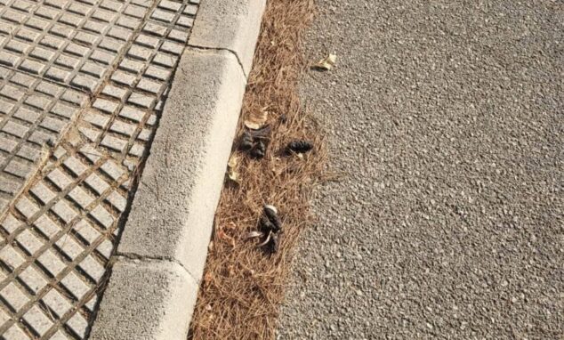 Primer plano de excrementos de perro sobre pinocha en el borde de una carretera asfaltada junto a una acera.