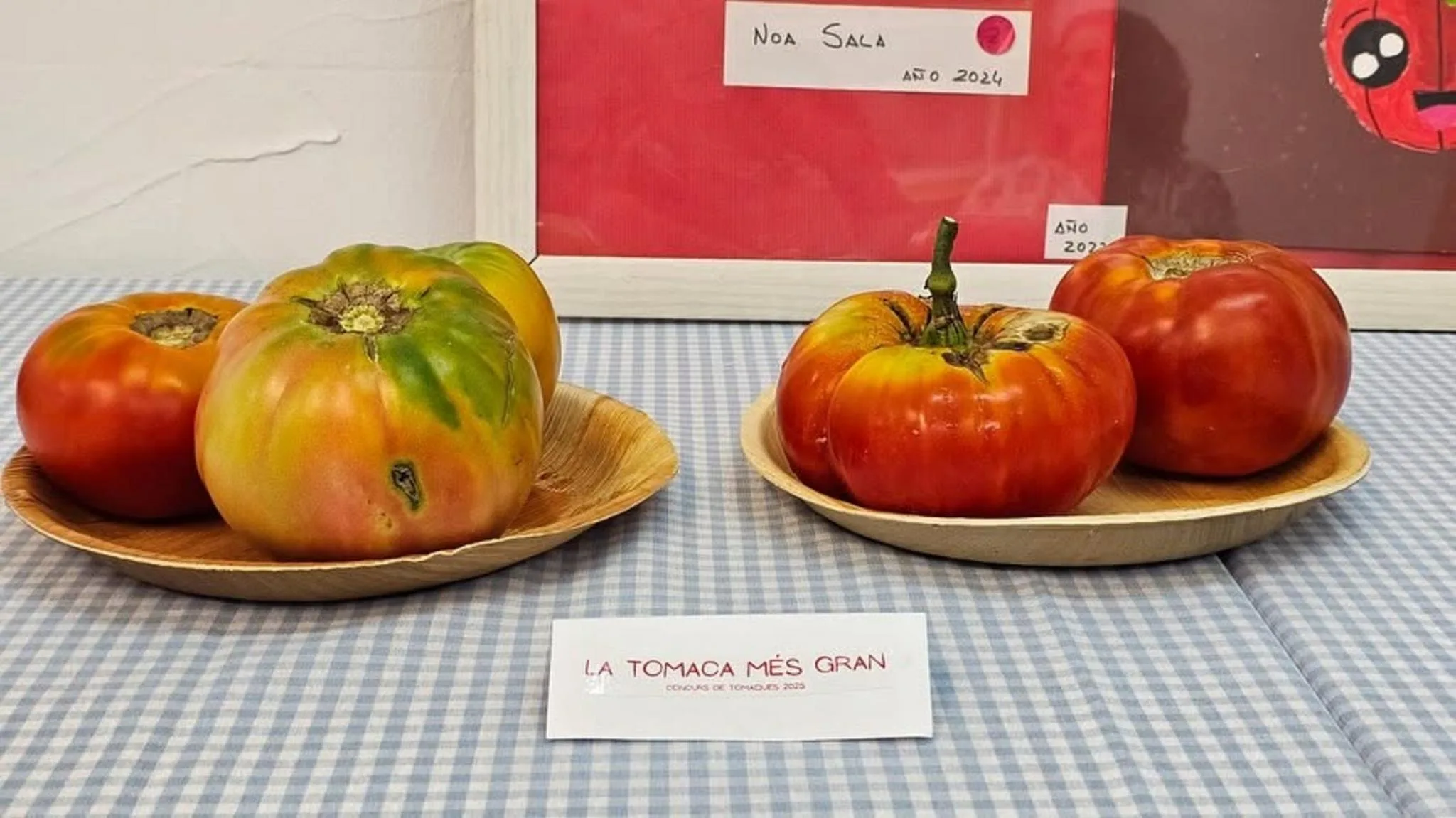 Varios tomates de gran tamaño expuestos en platos sobre una mesa con un mantel de cuadros.
