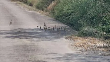 Grupo de perdices cruza un camino rural