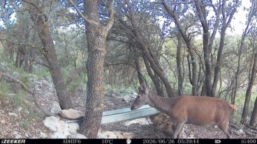 Cierva captada por una cámara de fototrampeo en una zona forestal