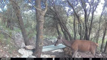 Cierva captada por una cámara de fototrampeo en una zona forestal