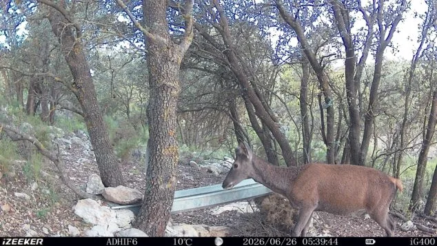 «El conflicto entre la fauna silvestre y el campo necesita un nuevo enfoque» 3 Imagen: Una cierva camina junto a un comedero en una zona boscosa, captada por una cámara de fototrampeo con fecha y hora impresas en la imagen.