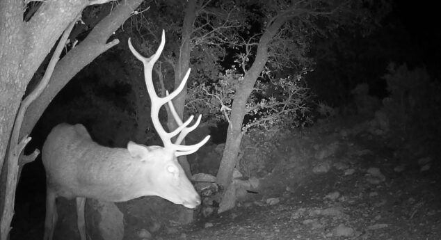 Imagen: Un ciervo macho con una gran cornamenta aparece de noche en una zona boscosa, iluminado por una cámara de fototrampeo.