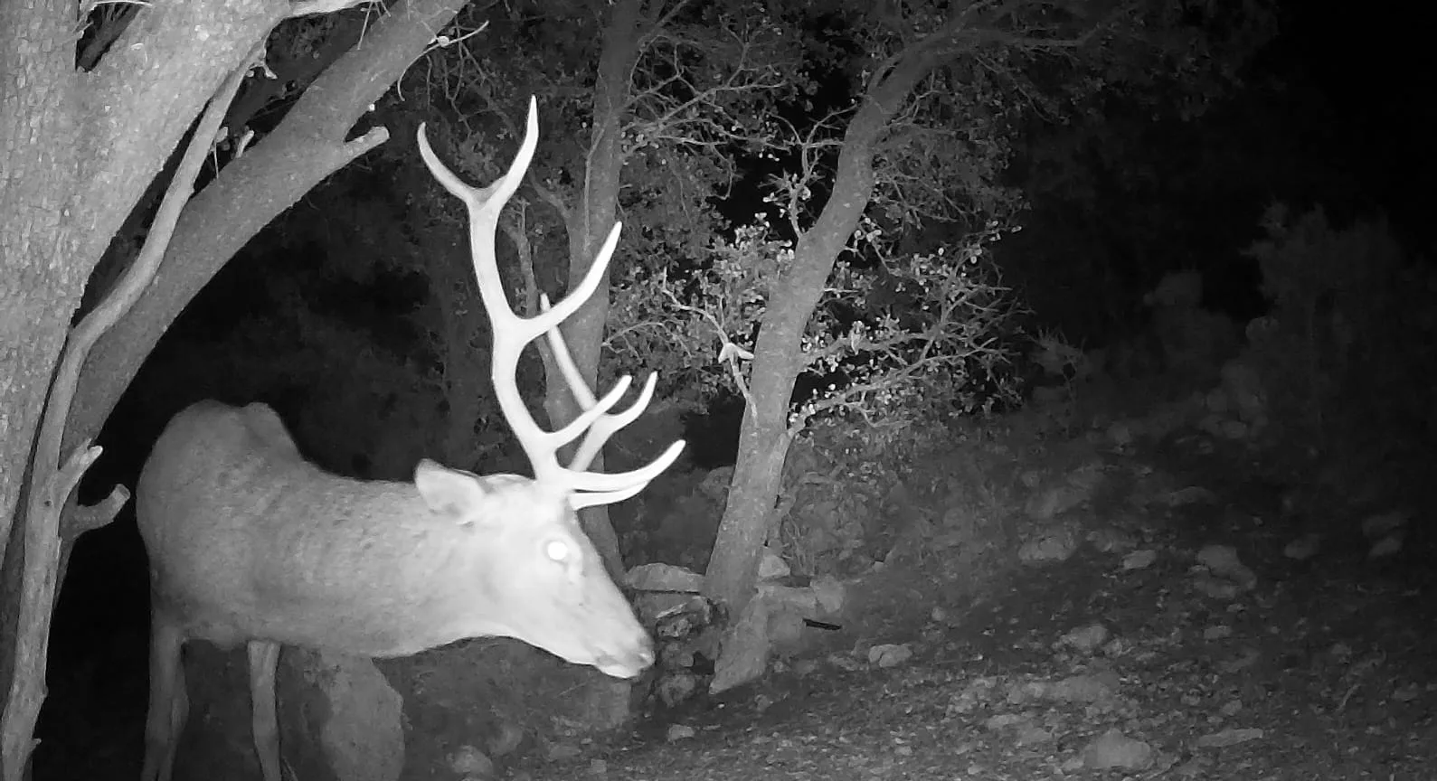 Un ciervo macho con una gran cornamenta aparece de noche en una zona boscosa, iluminado por una cámara de fototrampeo.