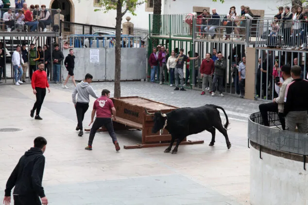 Imagen: Jornada de Bous al carrer en las fiestas de Jesús Nazareno de Xàbia en 2022 (archivo)