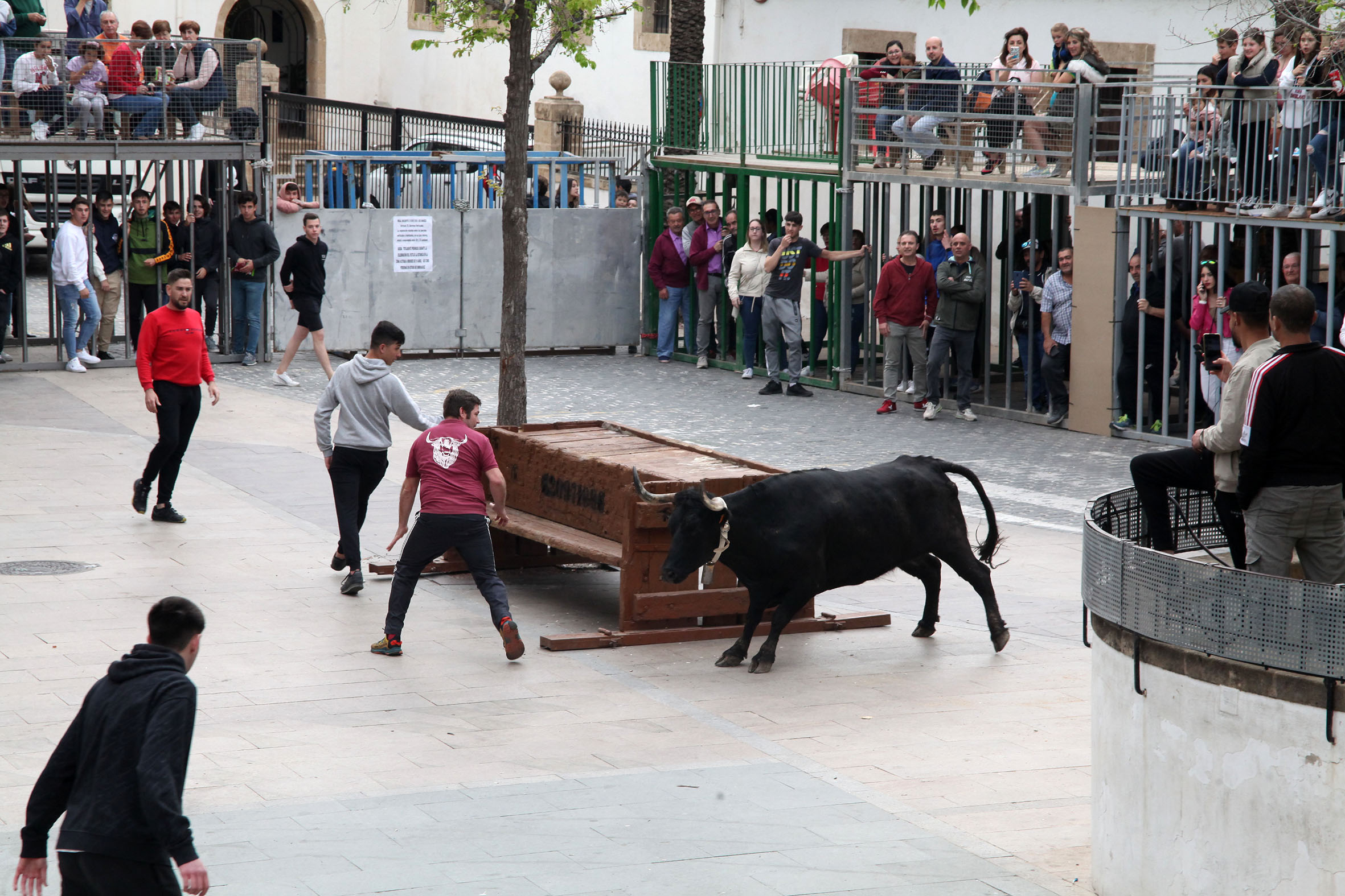 jornada de bous al carrer en las fiestas de jesus nazareno de xabia en 2022 archivo