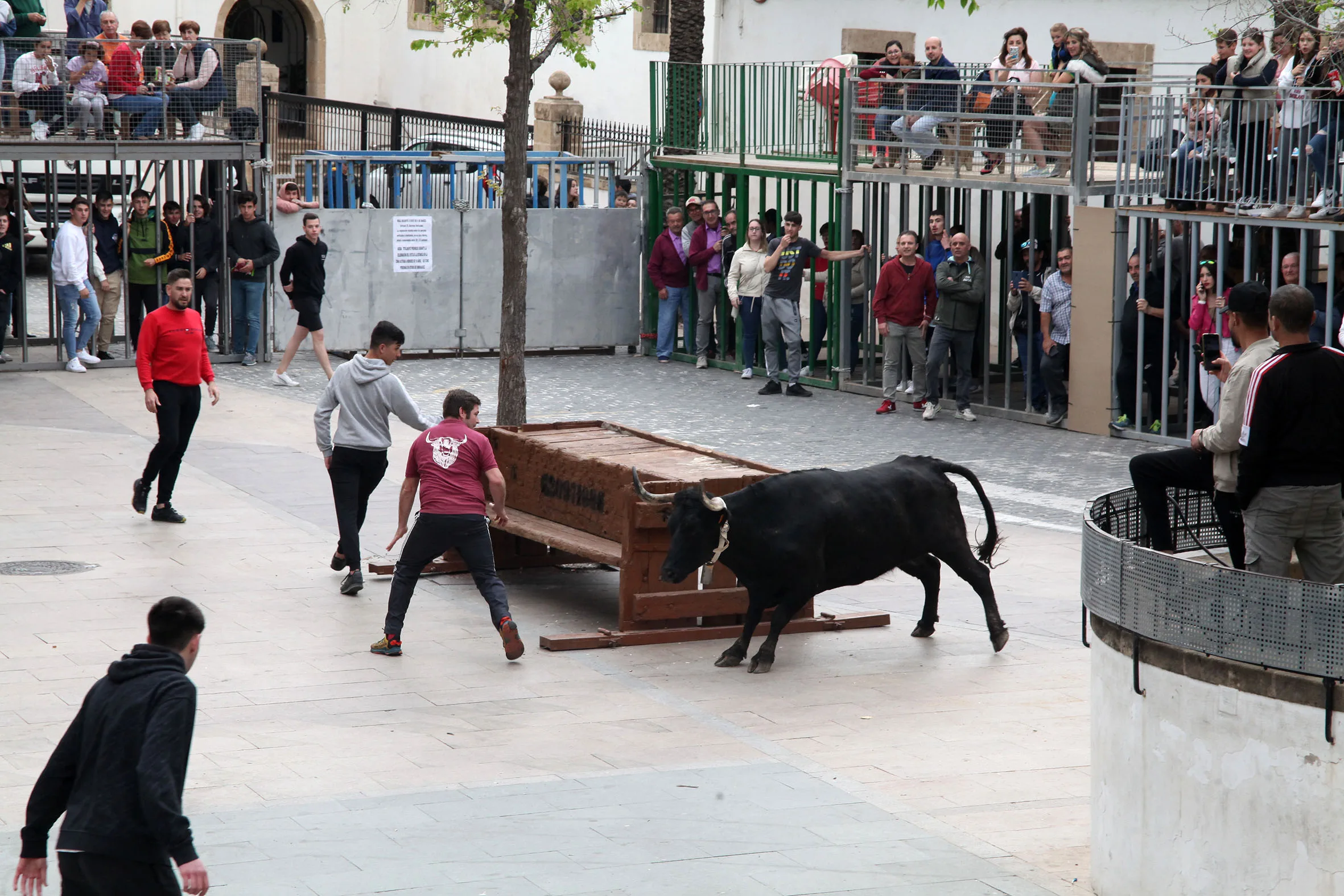 jornada de bous al carrer en las fiestas de jesus nazareno de xabia en 2022 archivo
