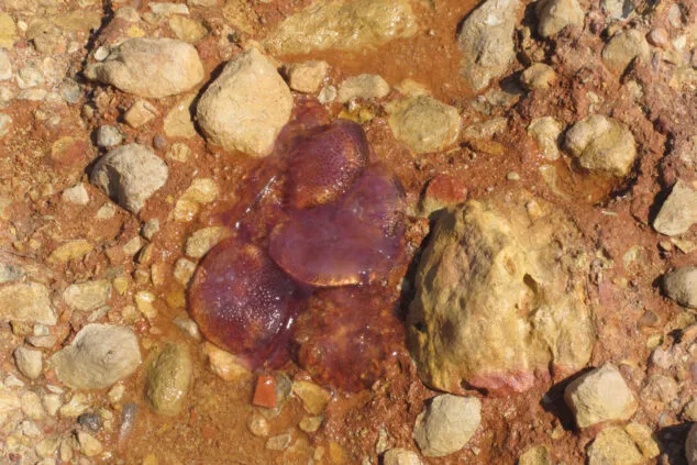 Imagen: Medusas clavel en Dénia (archivo)