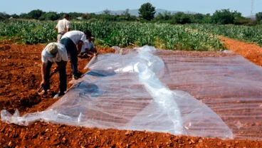solarizacion del suelo imagen del ministerio de agricultura pesca y alimentacion