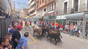 toros en las fiestas de pedreguer archivo