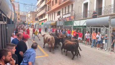 toros en las fiestas de pedreguer archivo
