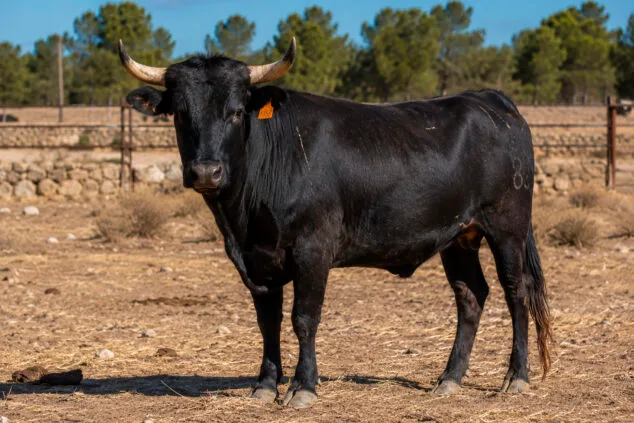 vaquilla