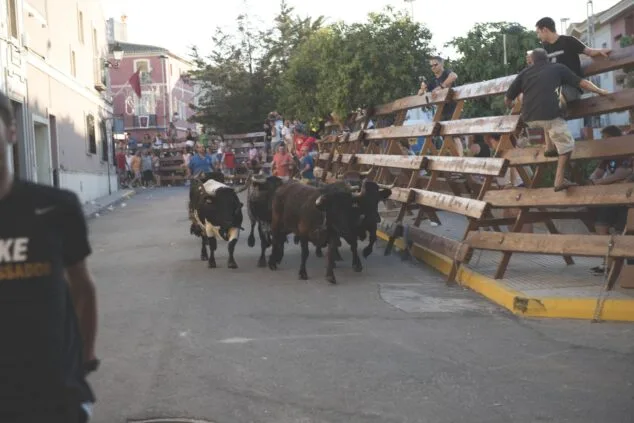 Cambios de última hora en la programación de bous al carrer de las fiestas de Beniarbeig 2026 1 Imagen: Toros corriendo por una calle con gente y público detrás de barreras de madera durante un encierro en Beniarbeig.