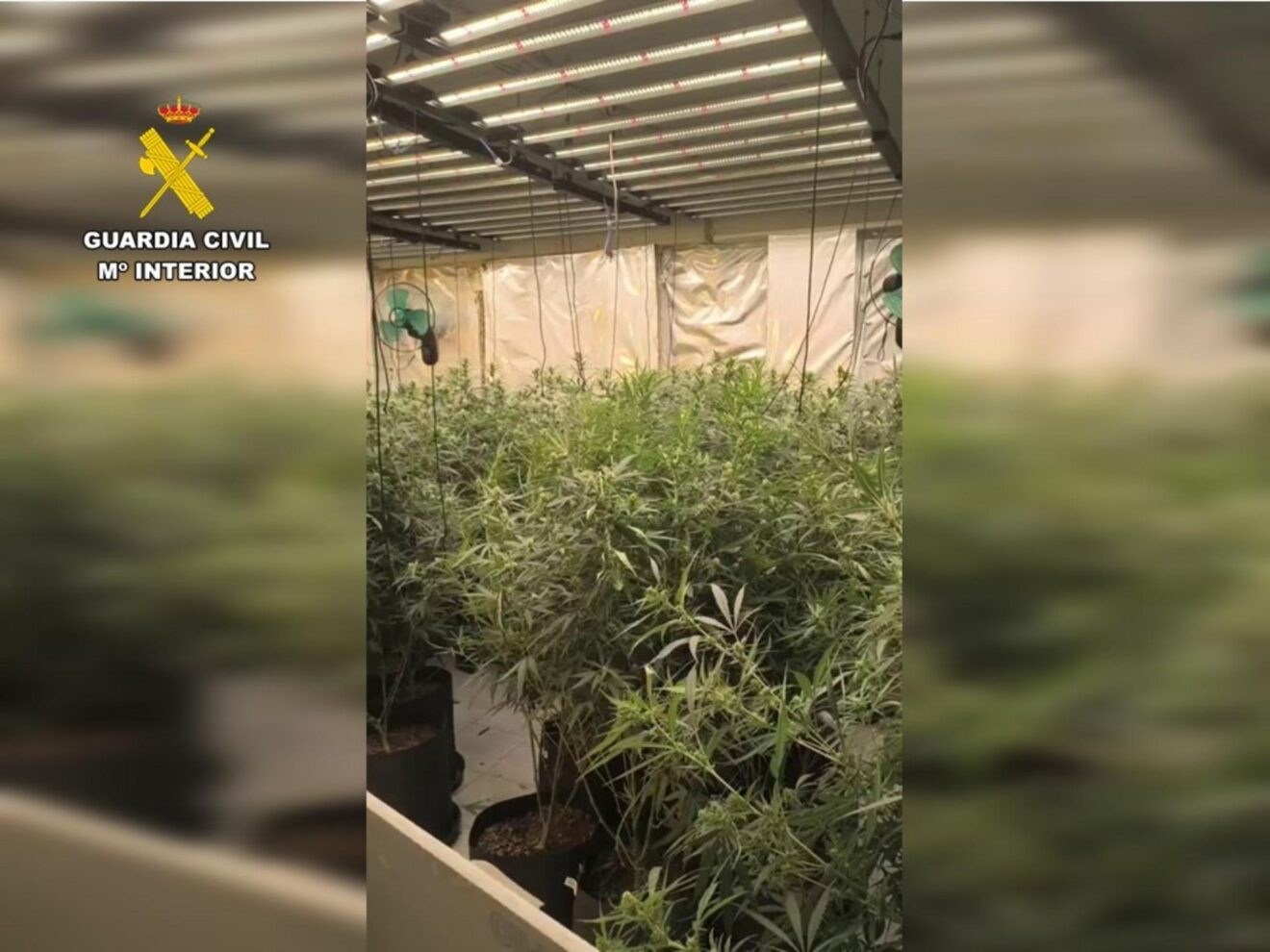Plantación de marihuana desmantelada en la Marina Alta