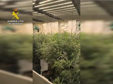 Plantación de marihuana desmantelada en la Marina Alta