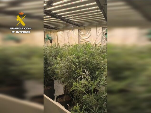 La Guardia Civil halla un arma y 265 plantas de marihuana en dos laboratorios clandestinos de la Marina Alta 1 Imagen: Interior de una plantación clandestina de marihuana con focos de iluminación, desmantelada por la Guardia Civil.