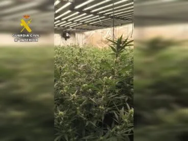 Plantación de marihuana desmantelada por la Guardia Civil en la Marina Alta