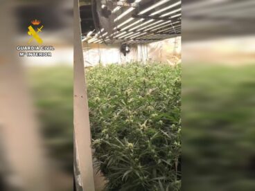 Plantación de marihuana desmantelada por la Guardia Civil en la Marina Alta