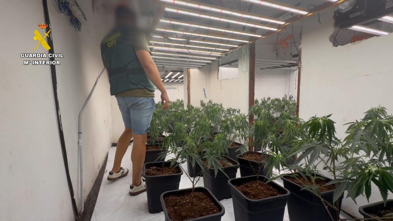 Agente de la Guardia Civil en la plantación de marihuana desmantelada en Teulada