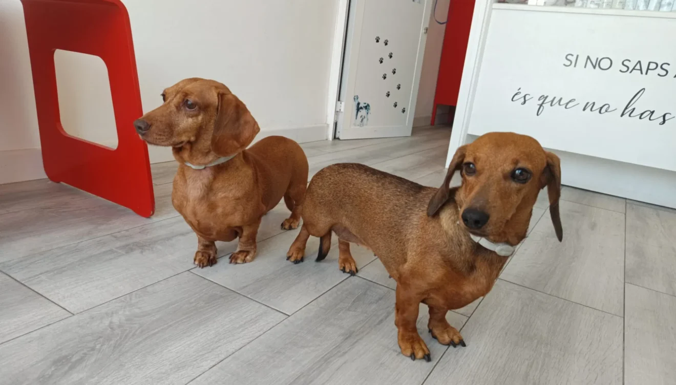 La solución definitiva para la belleza de tu mascota en Pèls & Go