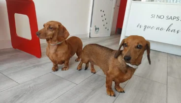 La solución definitiva para la belleza de tu mascota en Pèls & Go