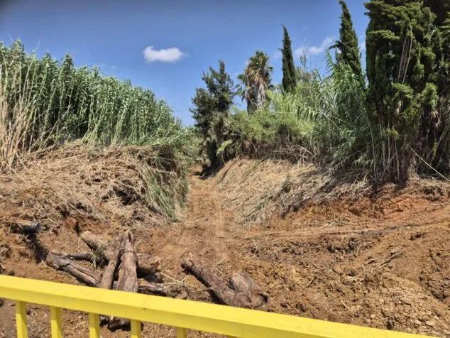 Ondara refuerza la seguridad ante lluvias torrenciales con la limpieza de sus barrancos 3 Un tramo de barranco en Ondara con cañas retiradas y el cauce despejado de vegetación.