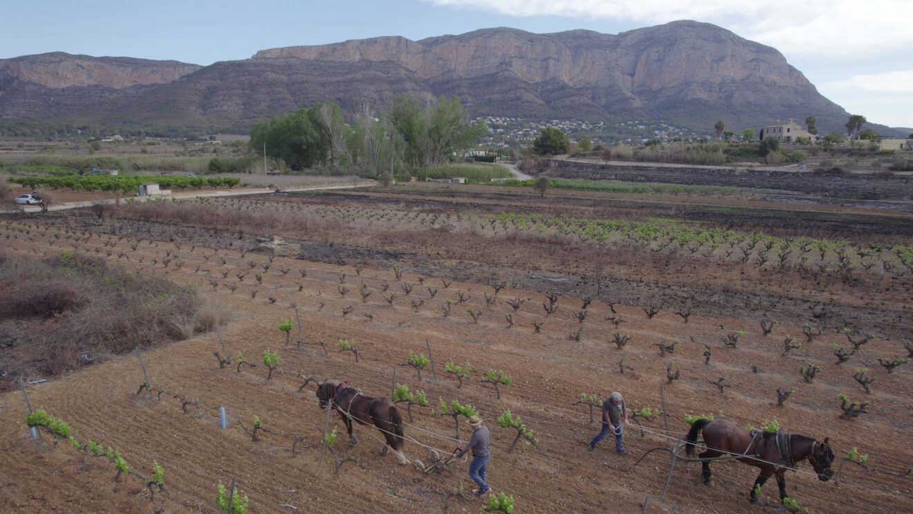 Plano del documental 'Arrels vives', de Col·lectiu Mirades (archivo)