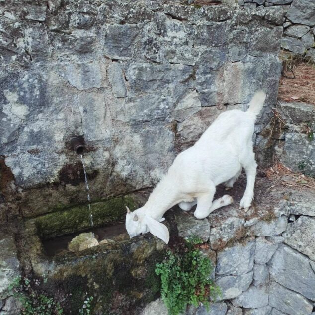 Ganadería extensiva y pedra en sec: la estrategia que se desarrolla en la Vall d’Ebo para cuidar el territorio 4 Imagen: Una cabra blanca bebe de un abrevadero de piedra junto a un muro en la Vall d'Ebo.
