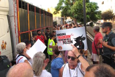 Ondara sense crueltat animal convoca una nueva protesta antitaurina contra las corridas de toros 4 Manifestantes sostienen una pancarta contra la tauromaquia frente a un camión de transporte de toros en Ondara con presencia policial.