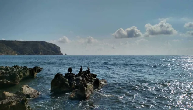 Qué pescados y mariscos probar en Xàbia este otoño 1 Imagen: Especies de temporada