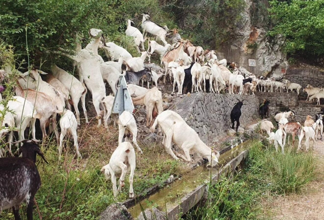 Rebaño de cabras para prevención de incendios en Vall d'Ebo