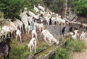 Rebaño de cabras pastando en una zona rocosa con vegetación y un abrevadero de piedra en la Vall d'Ebo.