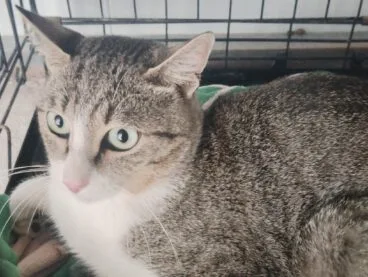 Primer plano de Ban, un gato atigrado y blanco con ojos verdes, dentro de un transportín tras ser herido por un disparo en Pedreguer.