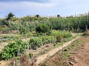 ¿Quieres cultivar tu propio huerto en Benitatxell? Abren las inscripciones para las parcelas municipales 2 huertos urbanos de benitatxell