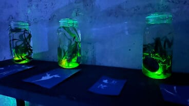 Inauguración de Gata’m Fest y ‘Escoltant la Posidònia’ 30