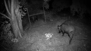 Dos jabalíes por la noche, uno dentro de una jaula trampa metálica y otro fuera.
