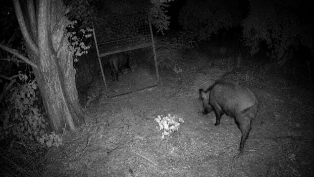 Xàbia y Dénia, entre las zonas con más capturas de jabalís en la Comunitat Valenciana 1 Imagen: Dos jabalíes por la noche, uno dentro de una jaula trampa metálica y otro fuera.