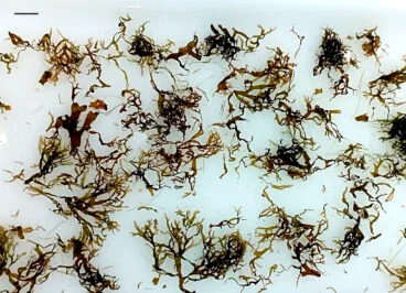 muestras de alga invasora rugulopteryx okamurae recogida en redes de pesca en el puerto de calp cedida por los investigadores de la ua universidad de alicante